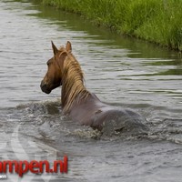 Paard te water te Kamperveen