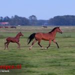 Jong veulen te water langs de N50