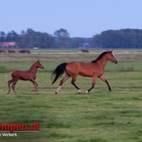 Jong veulen te water langs de N50