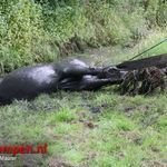 Brandweer redt paard uit sloot