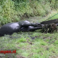 Brandweer redt paard uit sloot