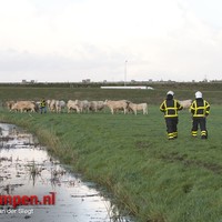 Koe in de sloot aan de Zwartendijk