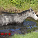 Paard te water langs de N50 bij Kamperveen