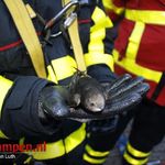Vastzittende zwaluw gered door de brandweer