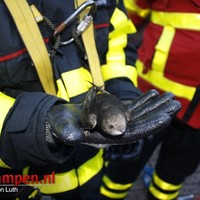 Vastzittende zwaluw gered door de brandweer