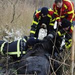 Paard zakt door ijs nabij Trekvaart