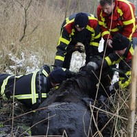 Paard zakt door ijs nabij Trekvaart