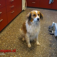 Hond Foekje uit het water gered door brandweer