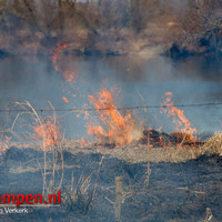 Rietbrand langs de Zalkerdijk bij Zalk